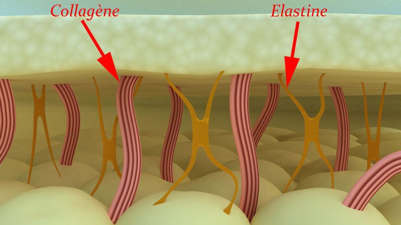 Kolagēns un elastīns - ādas strukturālie proteīni